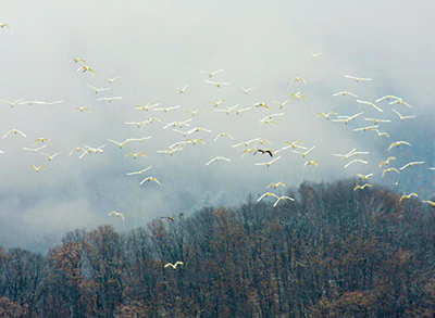 上千只野生候鸟齐聚珲春6008集团官方网站