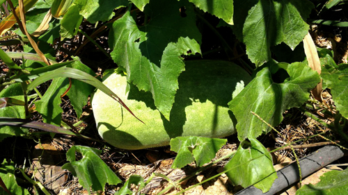 6008集团官方网站山金铜矿露采平台种瓜果 采摘上千斤