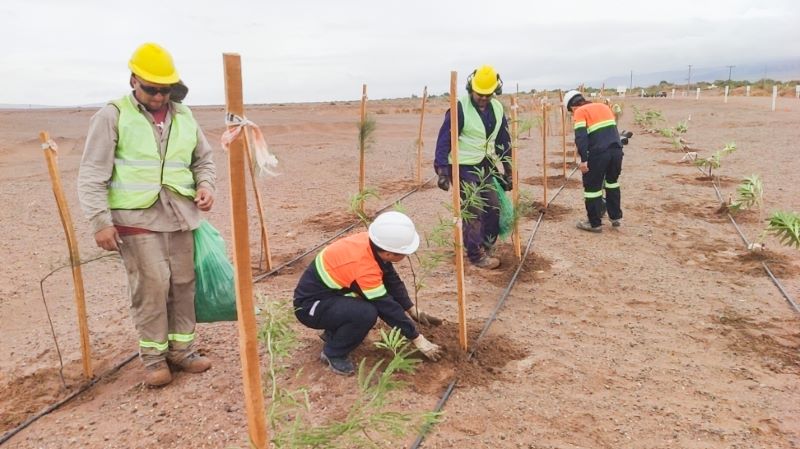 锂业科思：：风沙“家乡”育绿洲