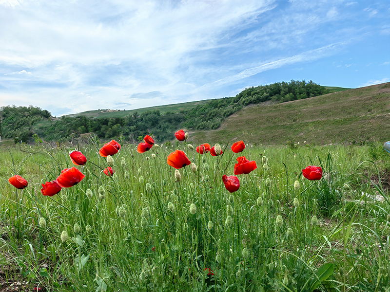 ccda3fff5a1f455ba04226b6913592cf